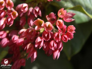 image name