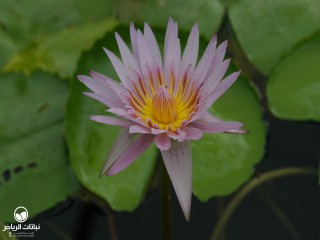 image name